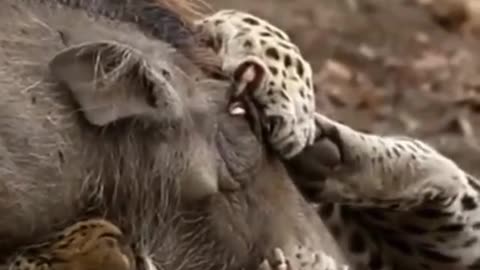 They can't fight back. Warthog, leopard