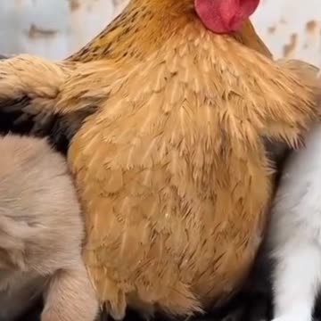 Animals love hen