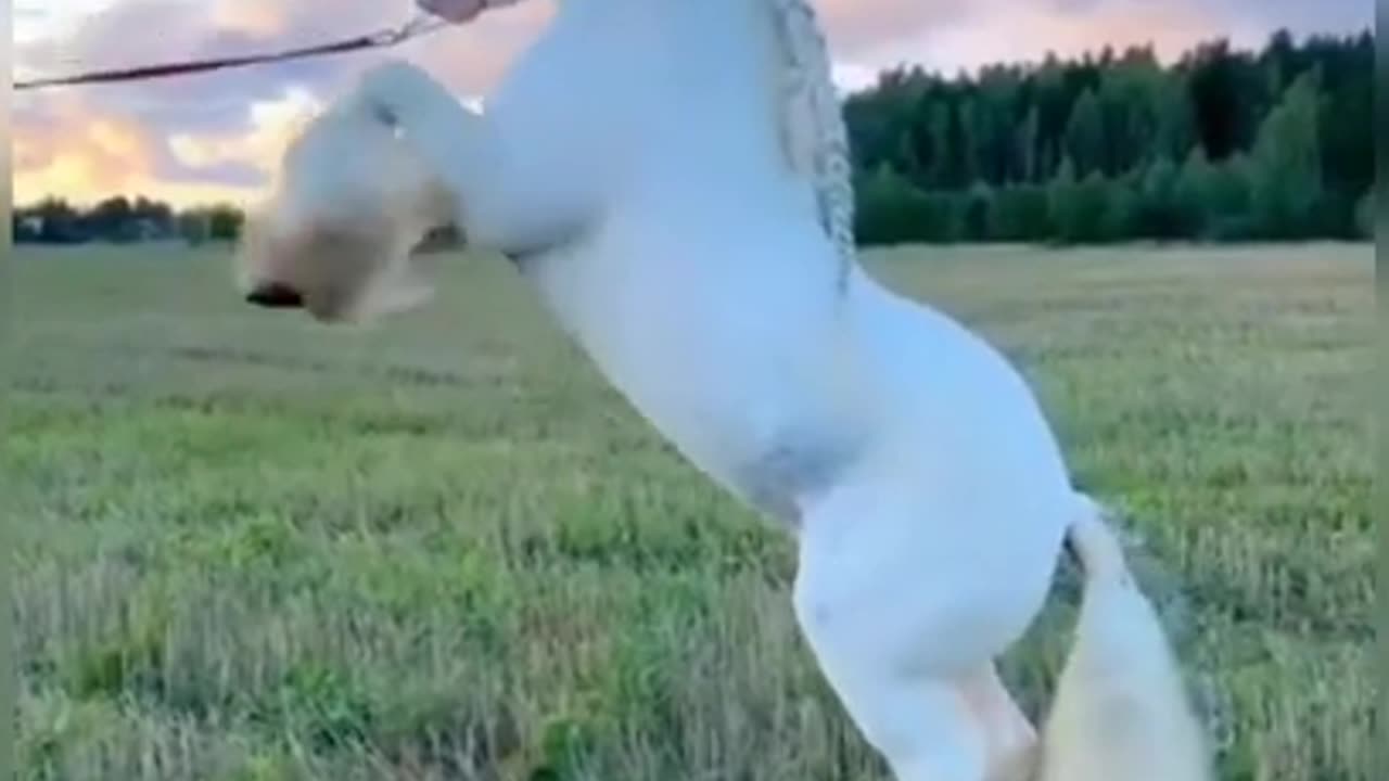 Super White Flying Horse #shorts #viral #shortsvideo #video