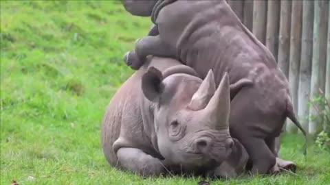 This baby rhino annoying 🤣his mother