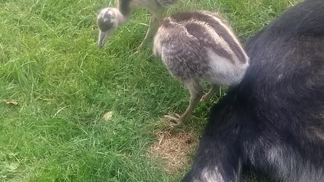 Thorin German Shepherd and Rheas