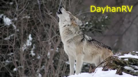 Dog howling to make your dog howl