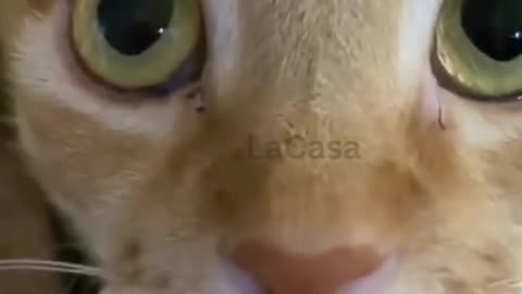 Funny cats videos