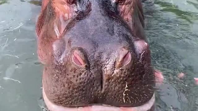 Hippo Underwater juicer
