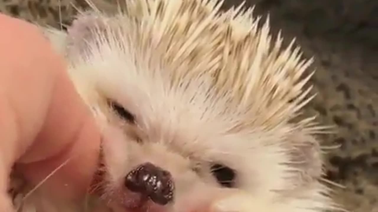 Cute and funny animals