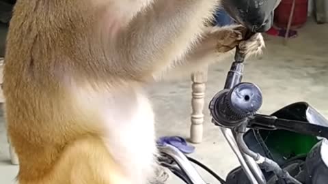 Monkey funny videos with mirror