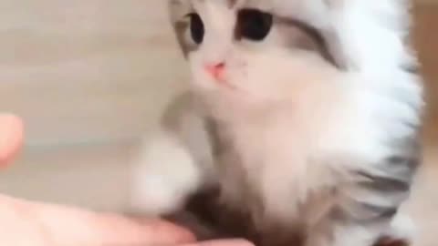 Cute kittens