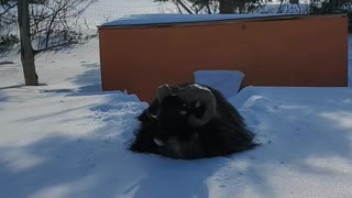 Newfoundland blizzard makes it impossible for this ram to get around