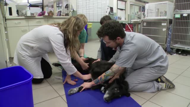 Dog finally goes for treatment after losing mobility of his legs