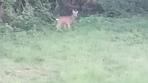 Wildlife