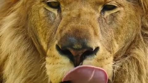 Lion 🦁 video|trending video|viral video