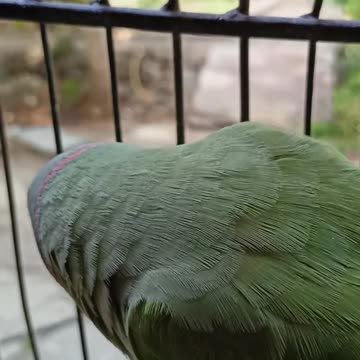 Talking parrot cute 🥰