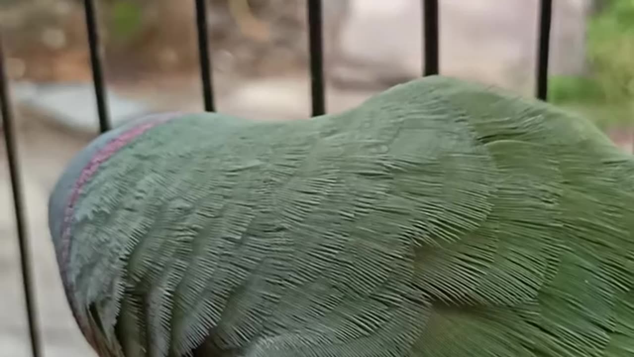 Talking parrot cute 🥰