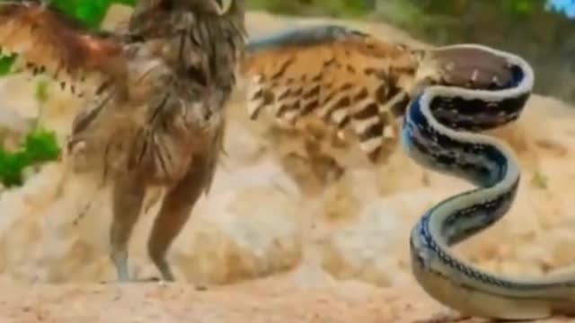 Coruja se deu mau com a cobra