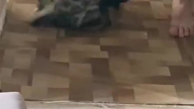 Cat vs dog funny fight