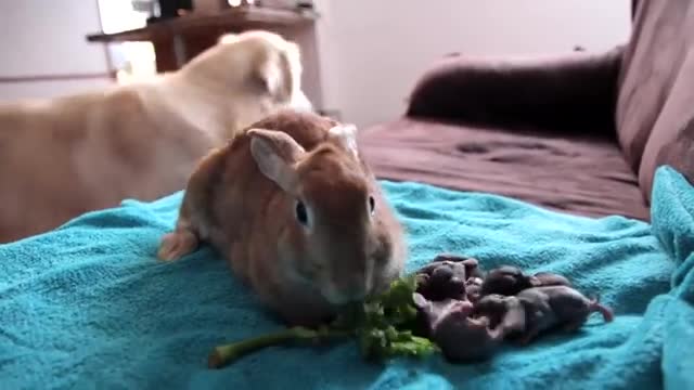 Dog Reacts to Rabbit Mother feeding her Baby Bunnies 1 Day Old