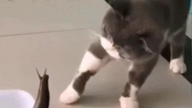 I saw a snail for the first time