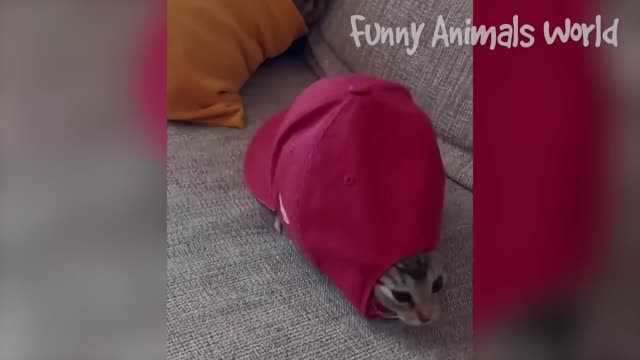 funny animal videos