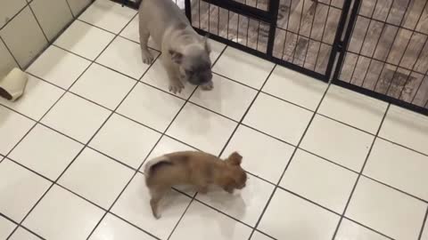 Bulldogg vs. Chihuahua Fight