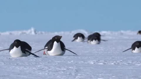 Adélie Penguins tobogganing on the sea ice