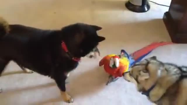 Macaw playing with dog