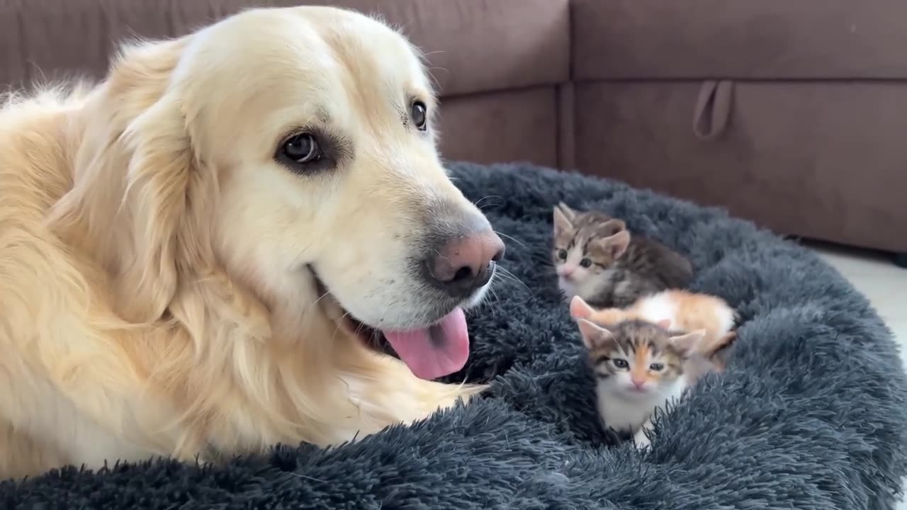 Golden Retriever Reacts to Tiny Kittens in his Bed