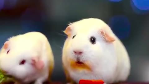 Hamster Life