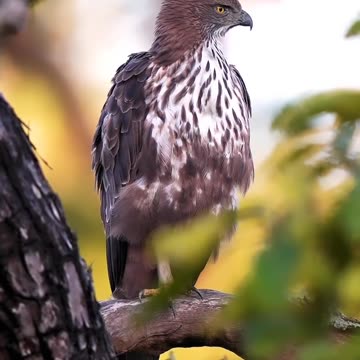 Eagle always king of Sky 🦅🦅