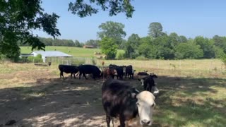 Farm life and amazing scenery!