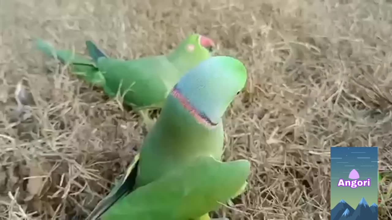 Parrot talking