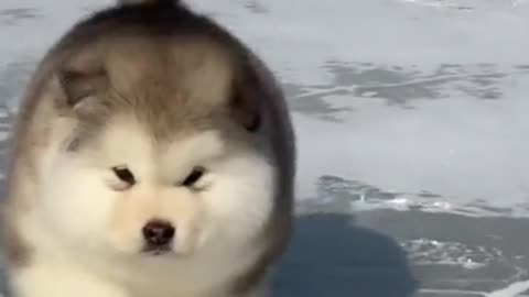 CUTE DOG