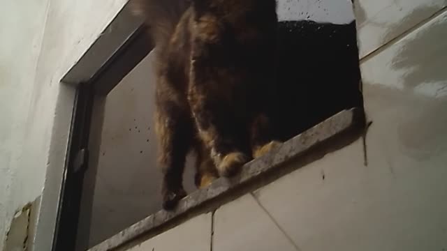 Cat jumping out of window