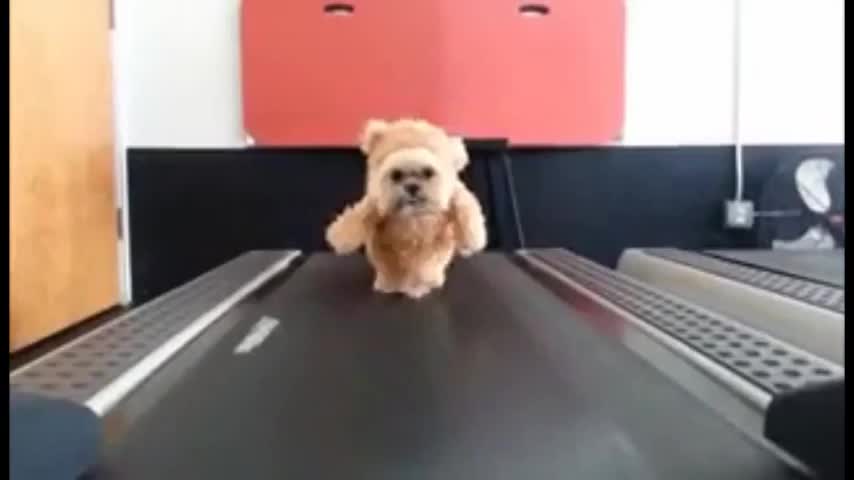 Adorable dogs training video | and holy beings cute Dog treadmill.....