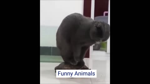 _ Funny Pet Moments 2024 – __Must See Hilarious Videos_ Pet Fail Parade -