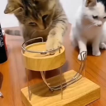 funny and cute dog#cat