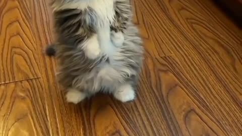 Cat so cute 😍😍😍😍