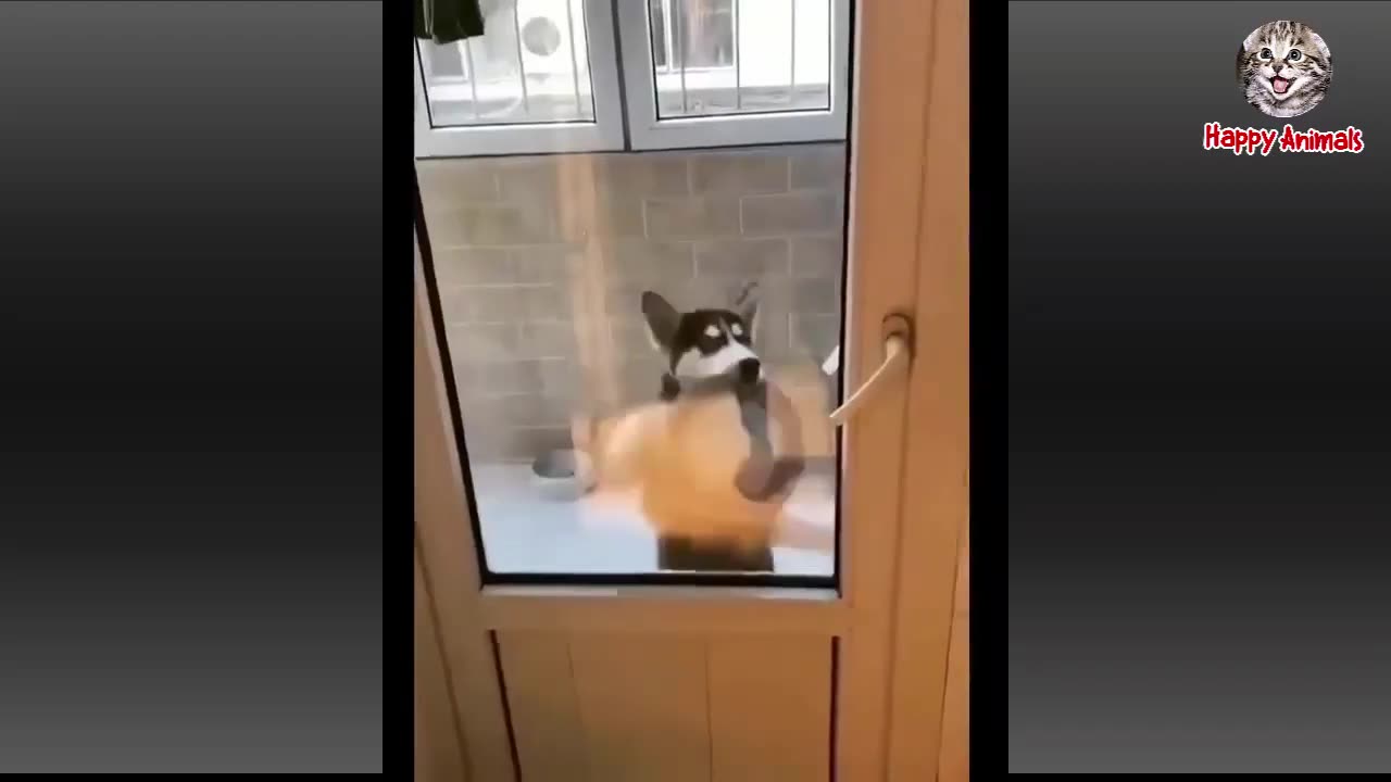 Best Funny Animal Videos