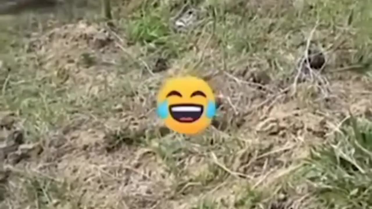 Animals are Not Jokingš±