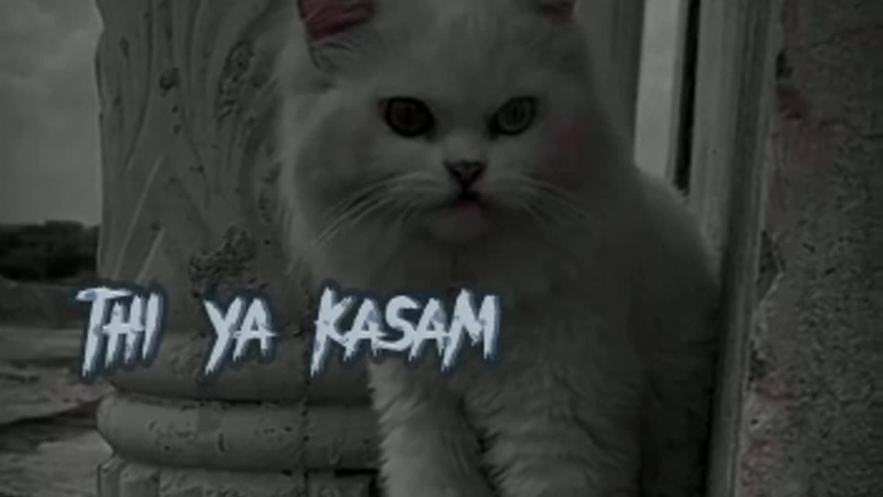 Mood off cat style..
