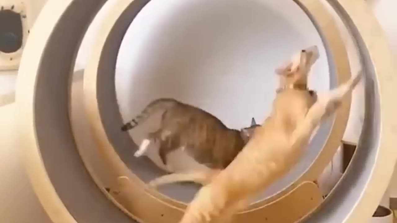 LOL! You Won't Believe What These Cats Did in These Shorts! #short