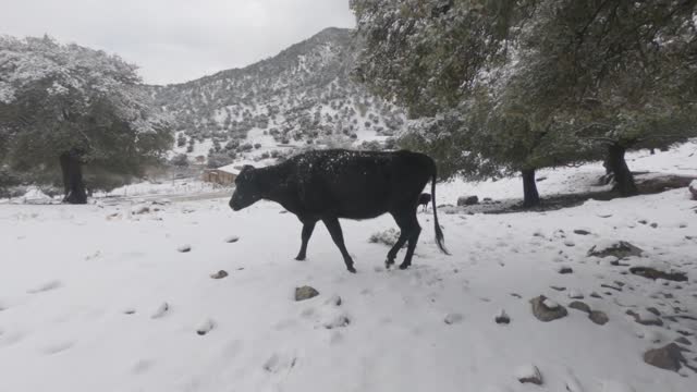 black cow in snow