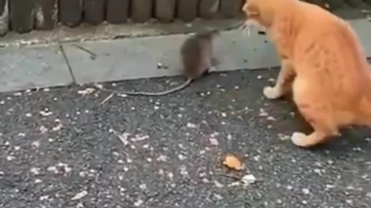 So funny animals๐๐๐