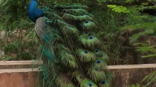 Peacock status