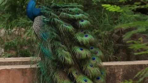 Peacock status