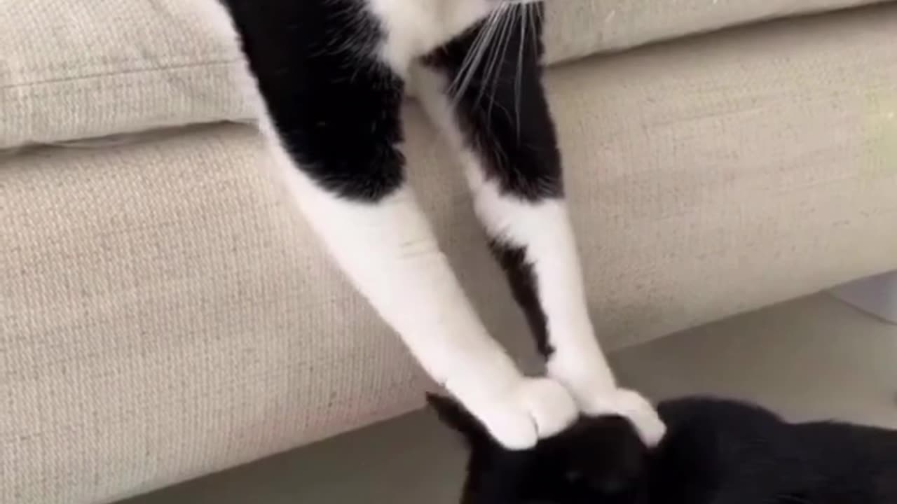 Funny animal