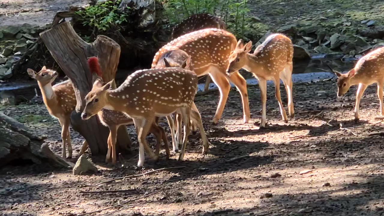 The most beautiful family