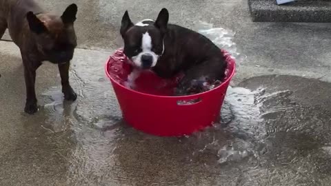 French Bulldog Creates His Own Mini Whirlpool