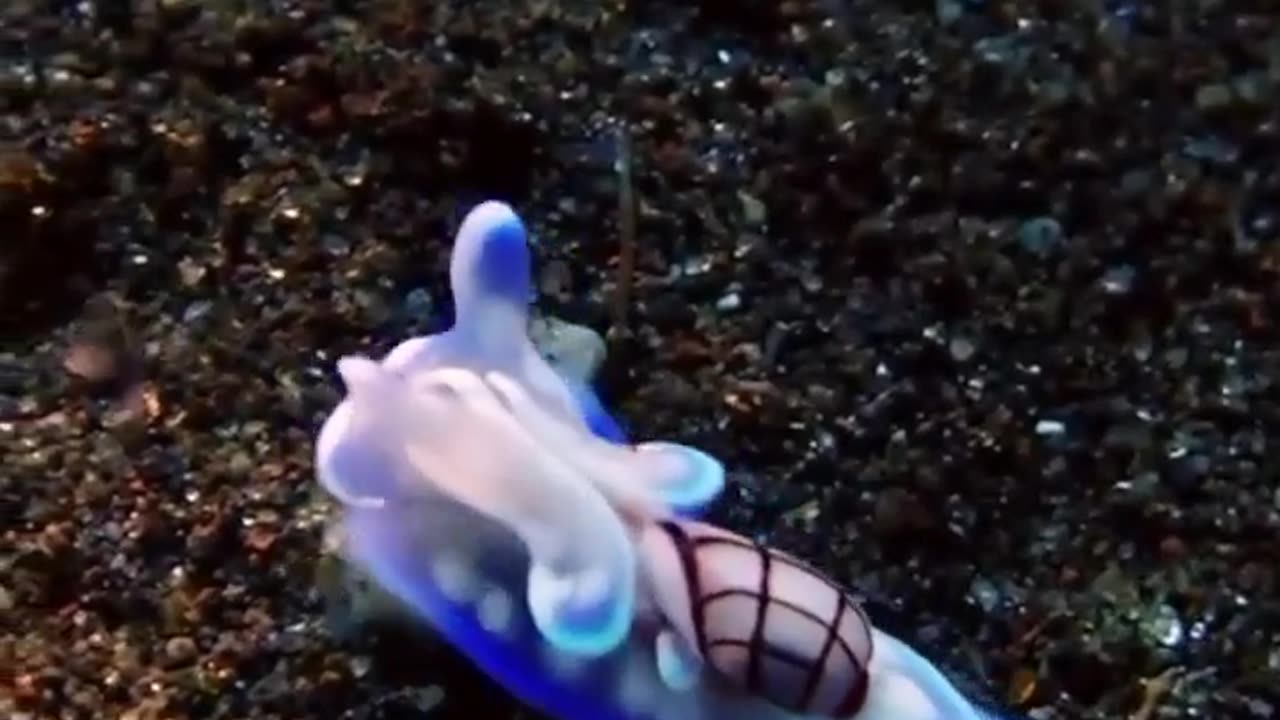 Beauty snail