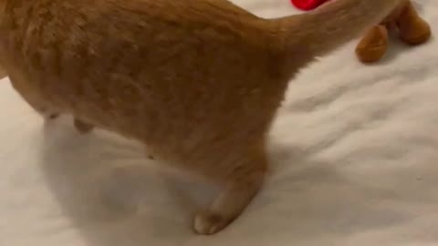 Cute Cats Playing #74