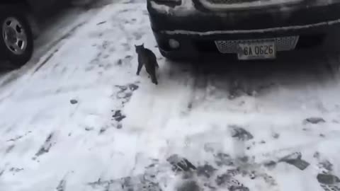 Funny cat video 😂😂